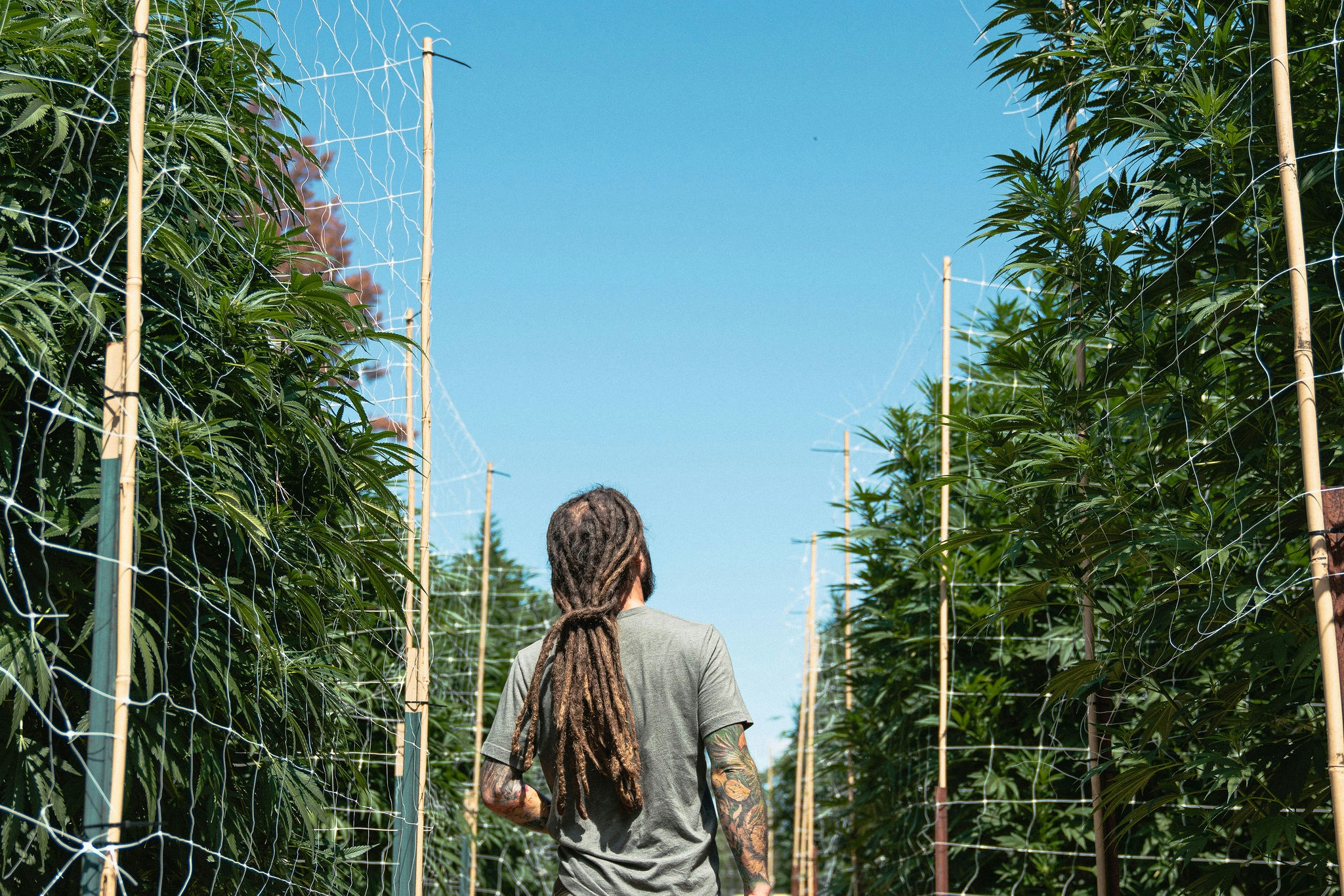 The Benefits Of Sun-Grown Cannabis: Here’s Why It’s Better Than Indoor