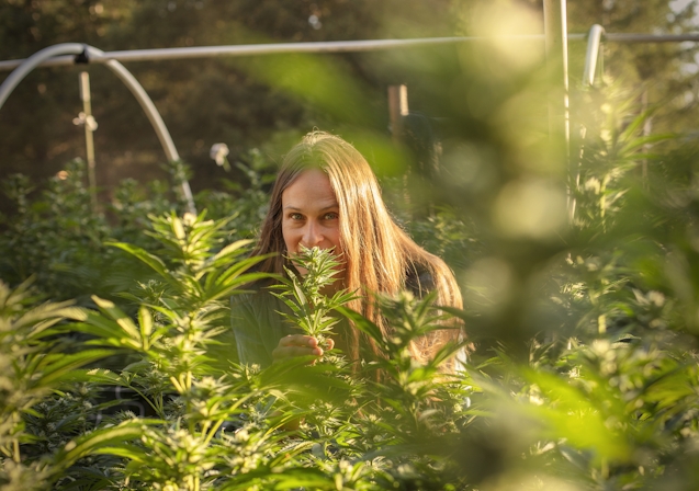 The Benefits Of Sun-Grown Cannabis: Here’s Why It’s Better Than Indoor