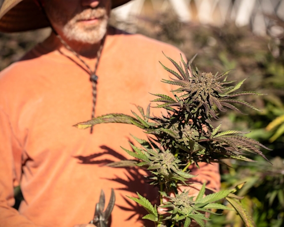 The Benefits Of Sun-Grown Cannabis: Here’s Why It’s Better Than Indoor
