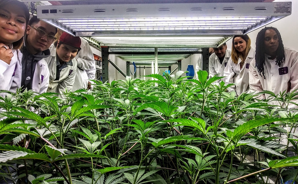 The 4 Best Weed Tours In LA