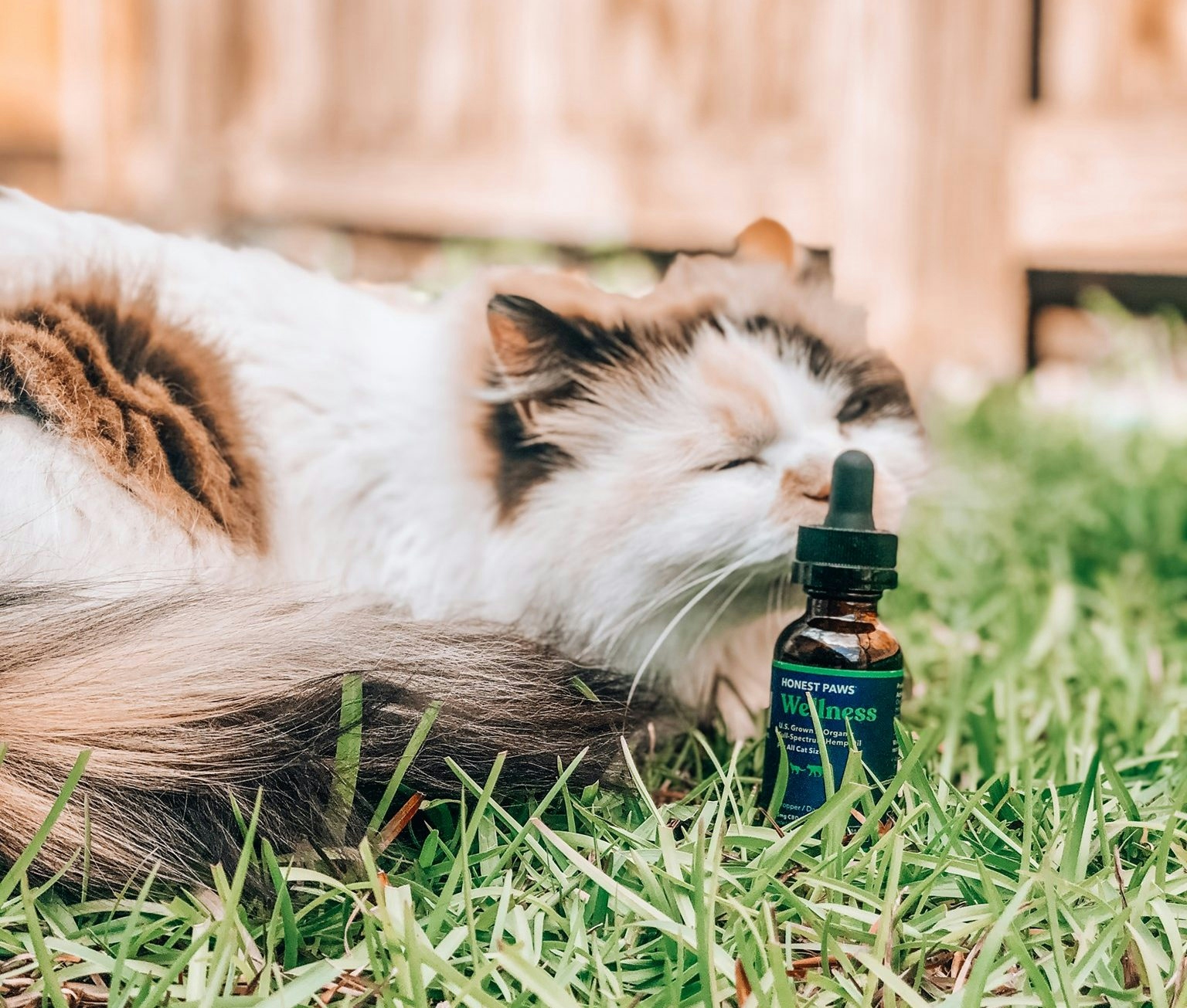 Honest Paws Review: Pros, Cons & Best Products