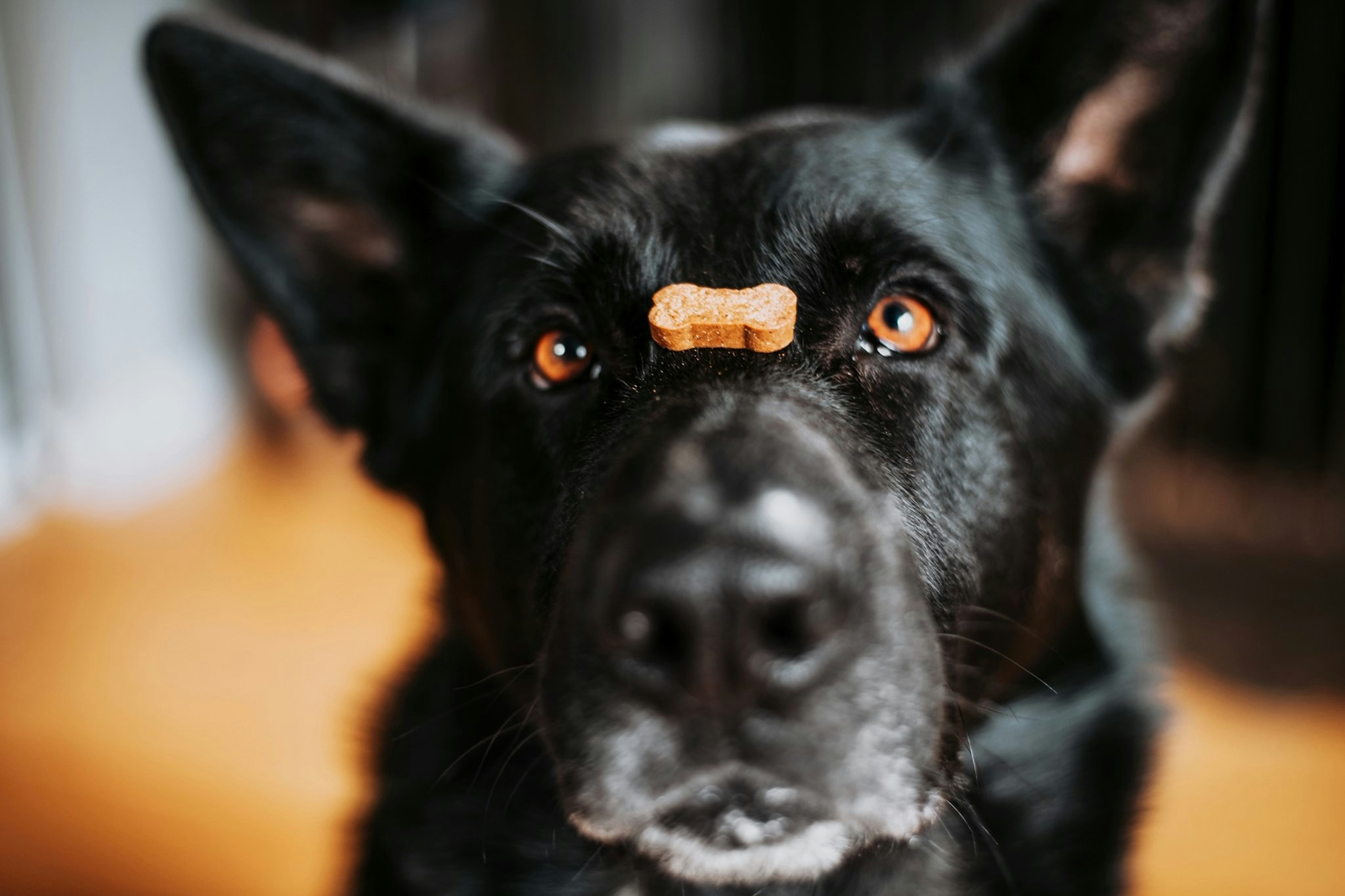 Honest Paws Review: Pros, Cons & Best Products