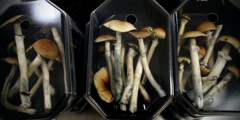 Like Weed, It’s Time To Normalize Psychedelics