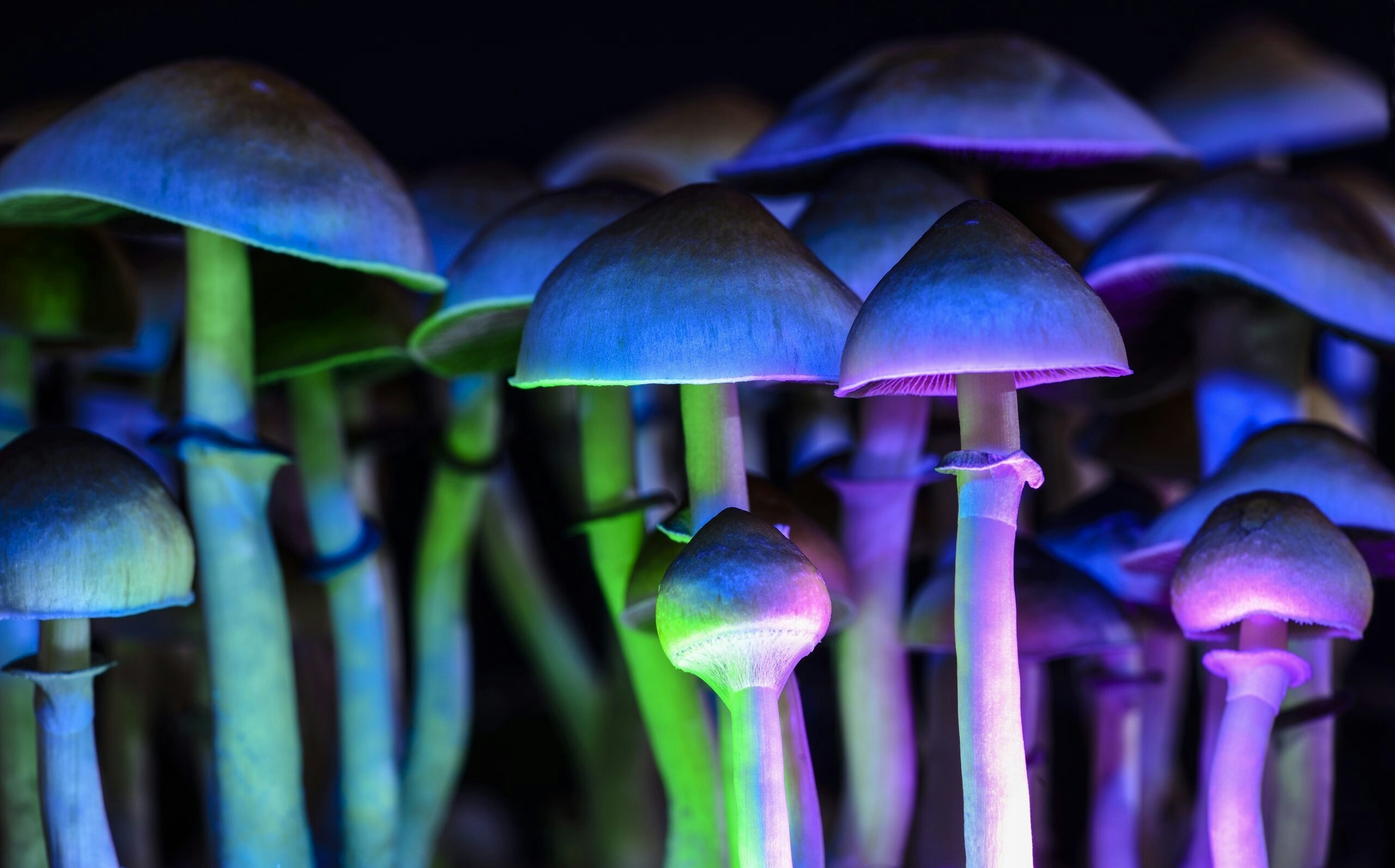 Like Weed, It’s Time To Normalize Psychedelics