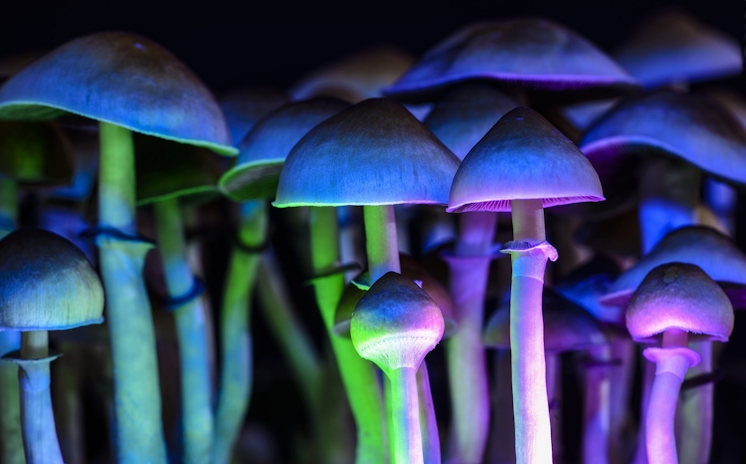 Like Weed, It’s Time To Normalize Psychedelics
