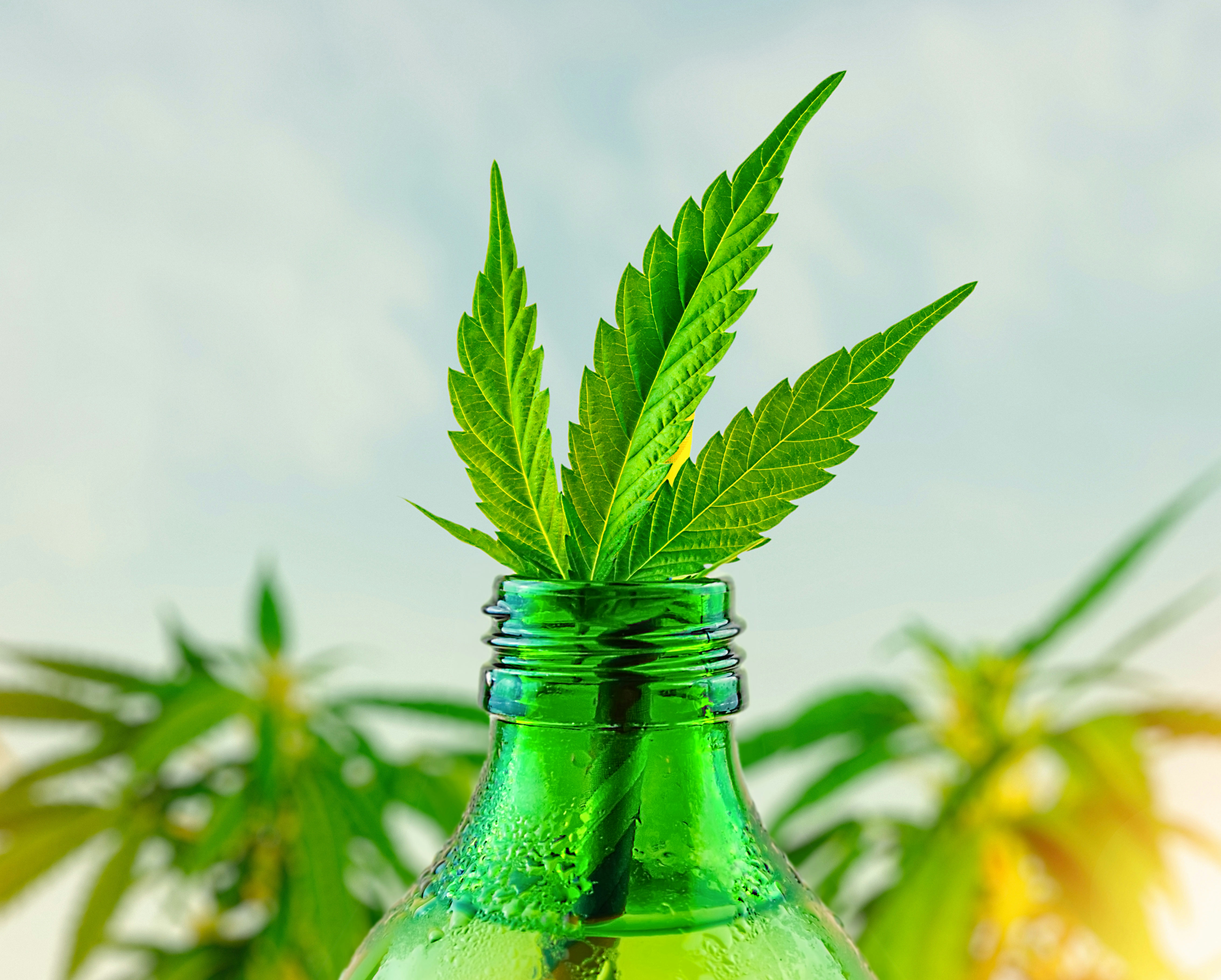 I Drank This CBD Water: Here’s The Breakdown