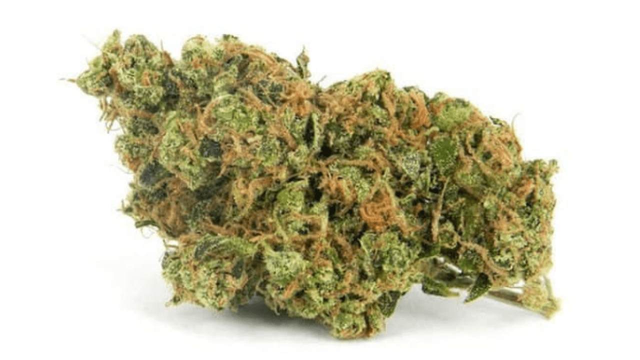 Close up of the Lemon Sour Diesel strain