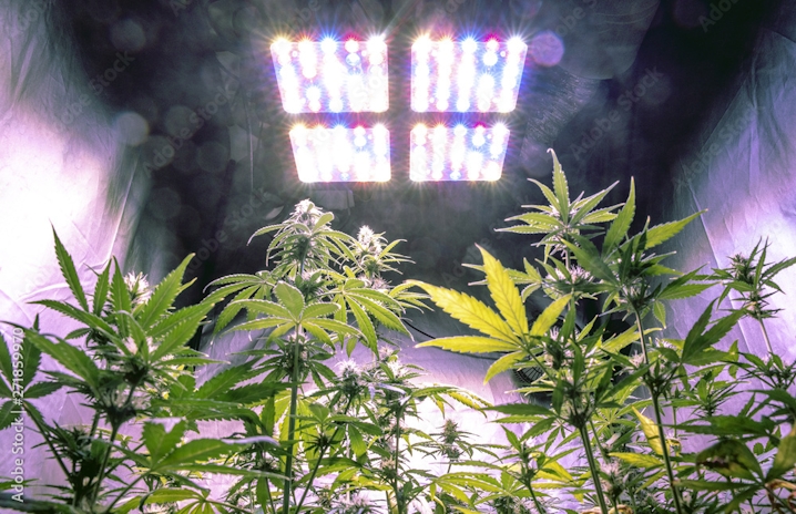 SuperCloset Review: 3 Great Ways To Grow Your Own Weed