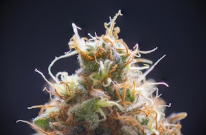 All About Sativa Flowers