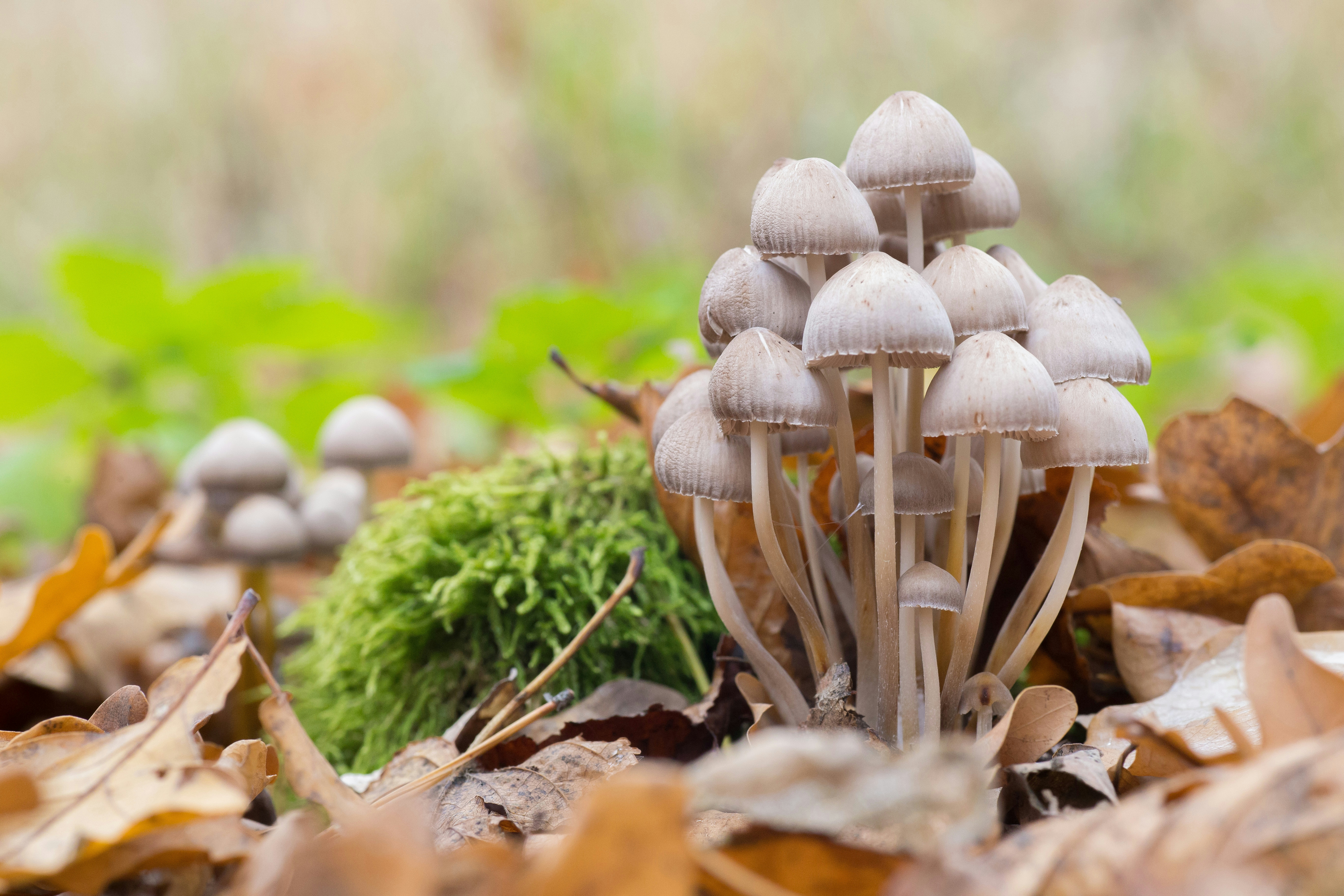 Herb’s Guide To Therapeutic Mushrooms