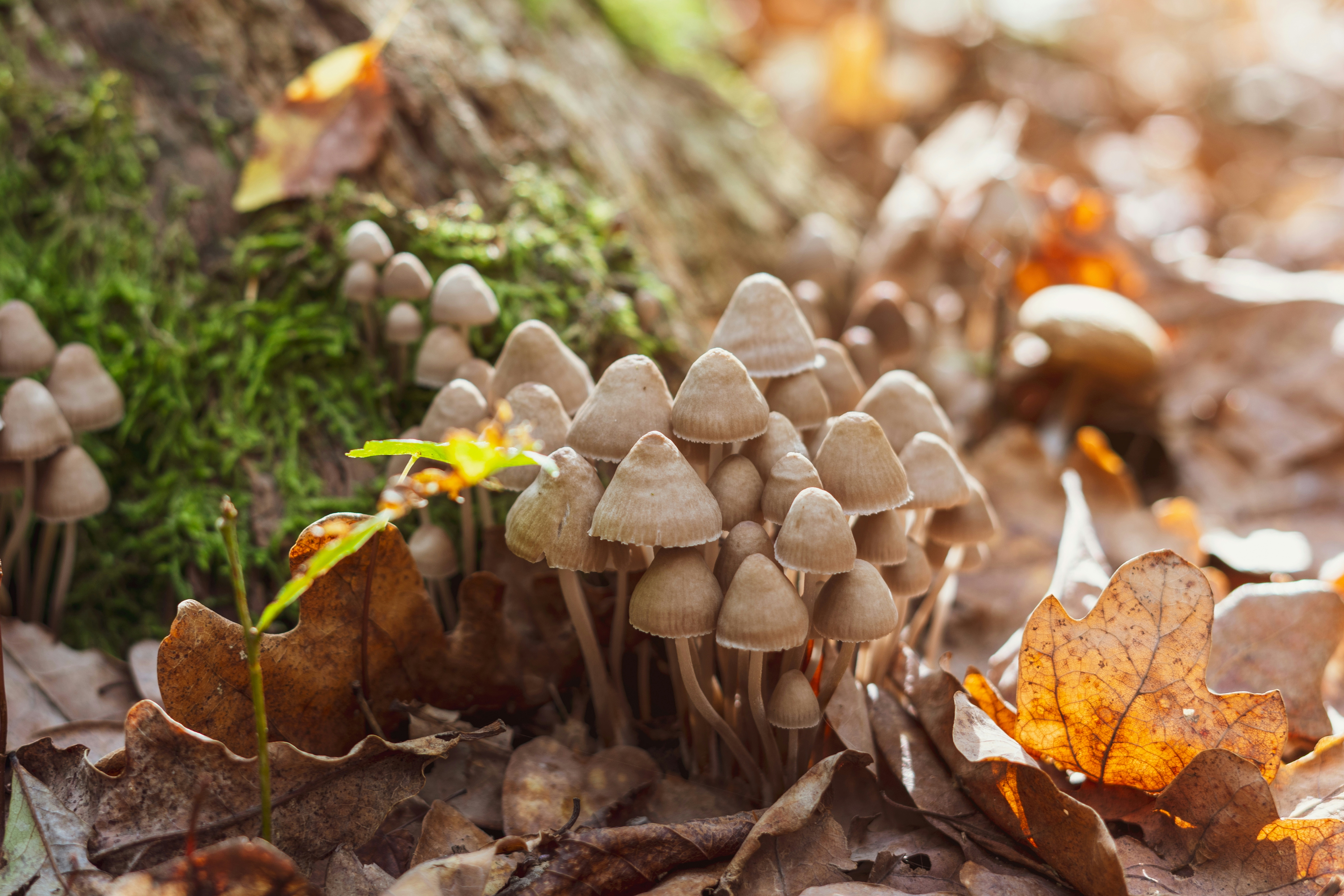 Herb’s Guide To Therapeutic Mushrooms