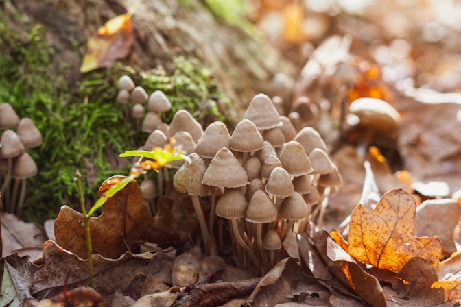 Herb’s Guide To Therapeutic Mushrooms