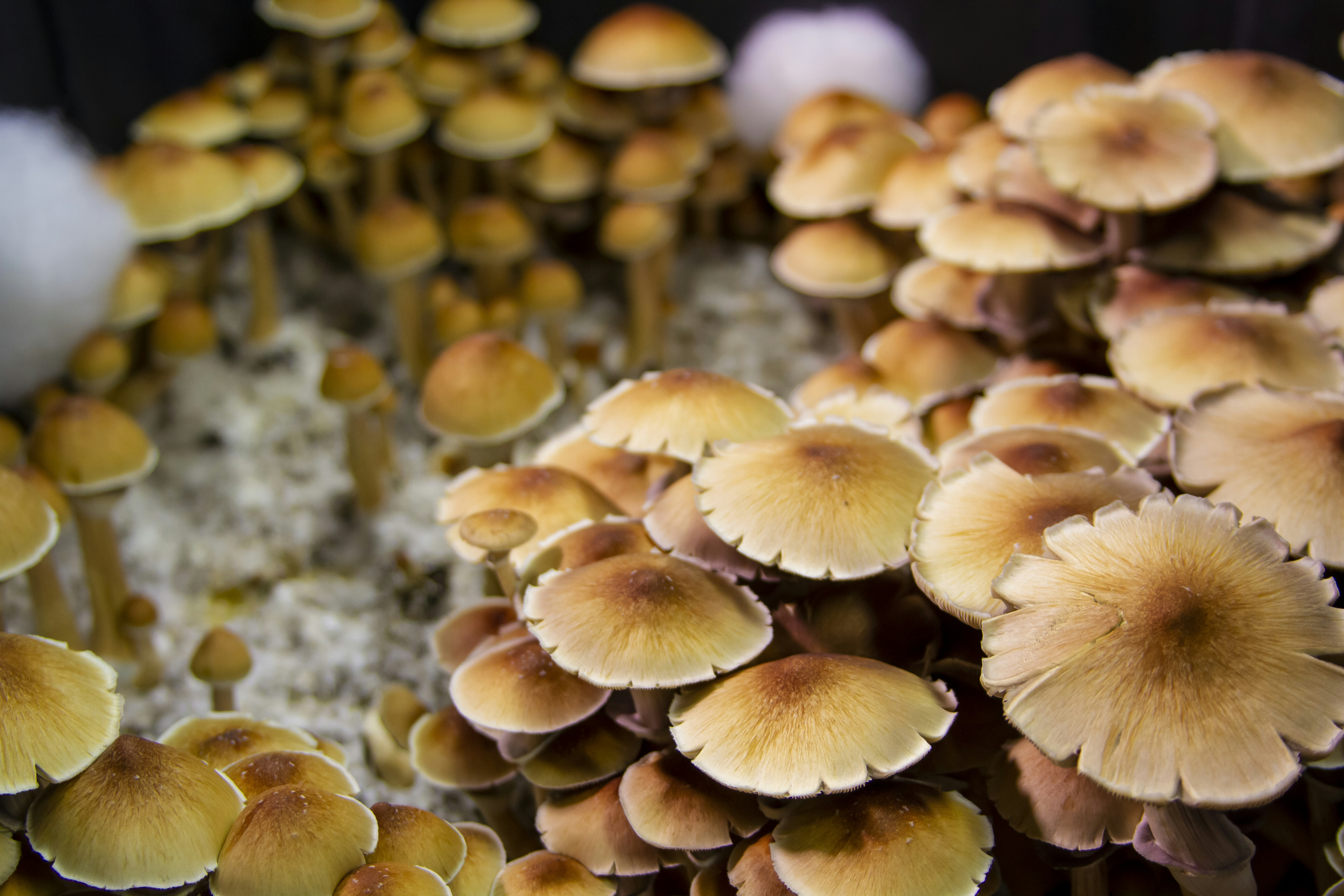 A Magical World From The Hand Of Exodus