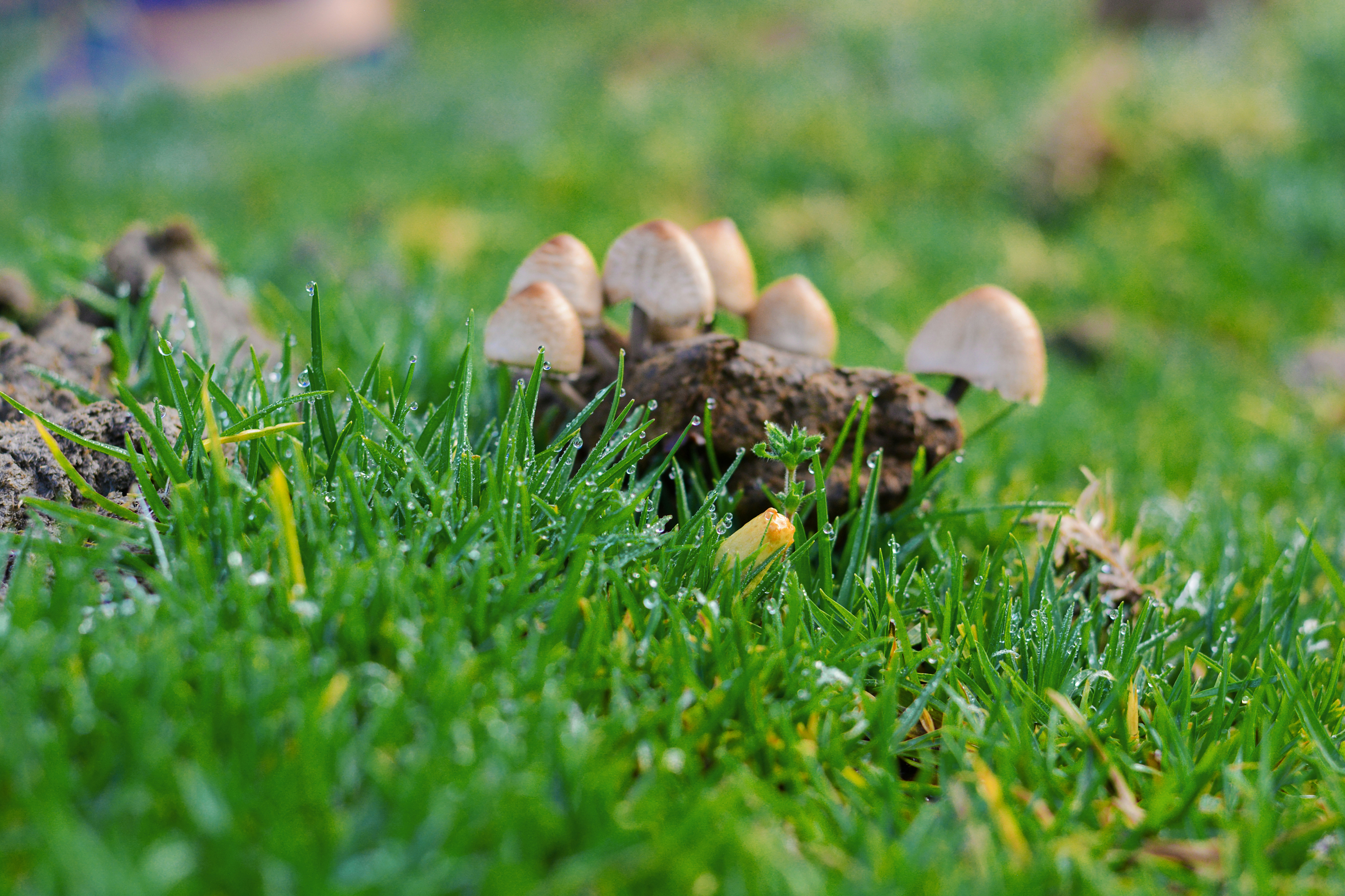 Herb’s Guide To Therapeutic Mushrooms