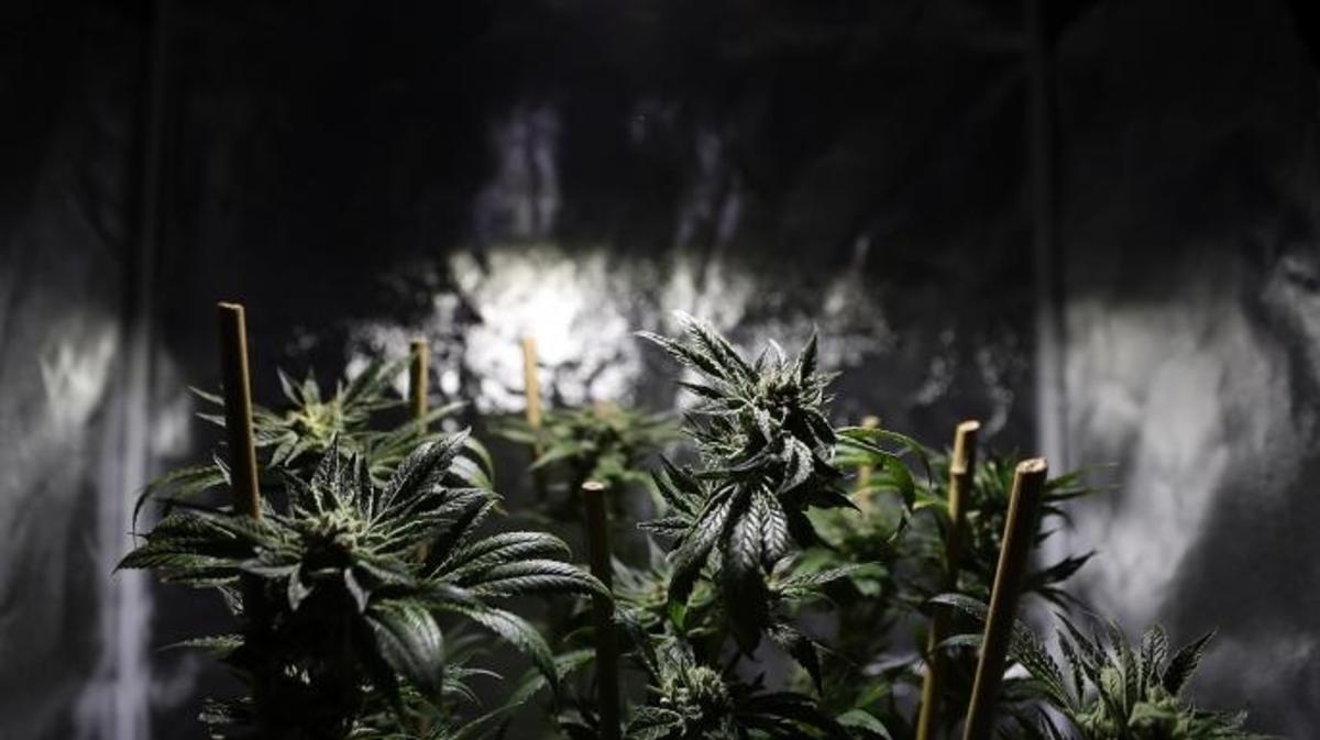 Are Illegal Weed Farms Ruining The Environment?