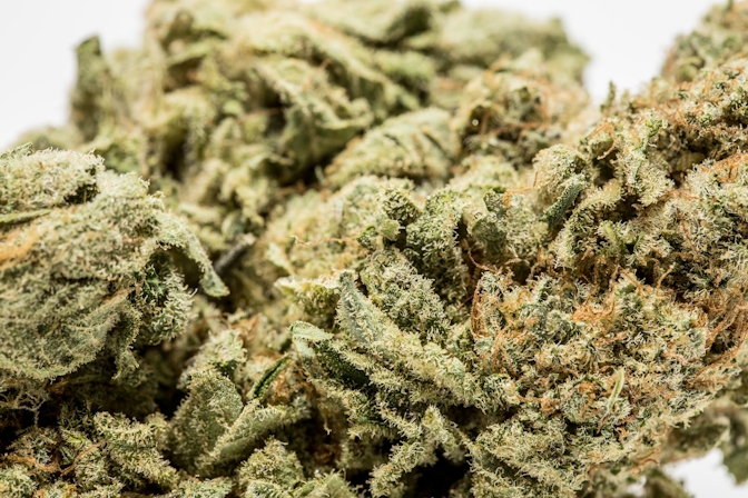 Want To Grow Weed Outside? These Are The Best Strains For Different Climates