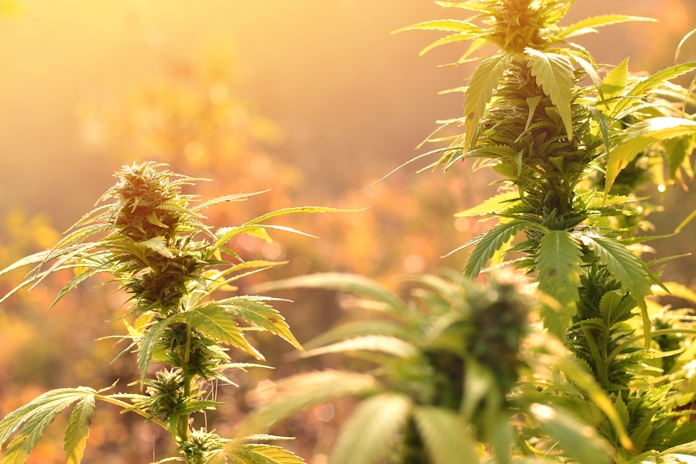 Want To Grow Weed Outside? These Are The Best Strains For Different Climates