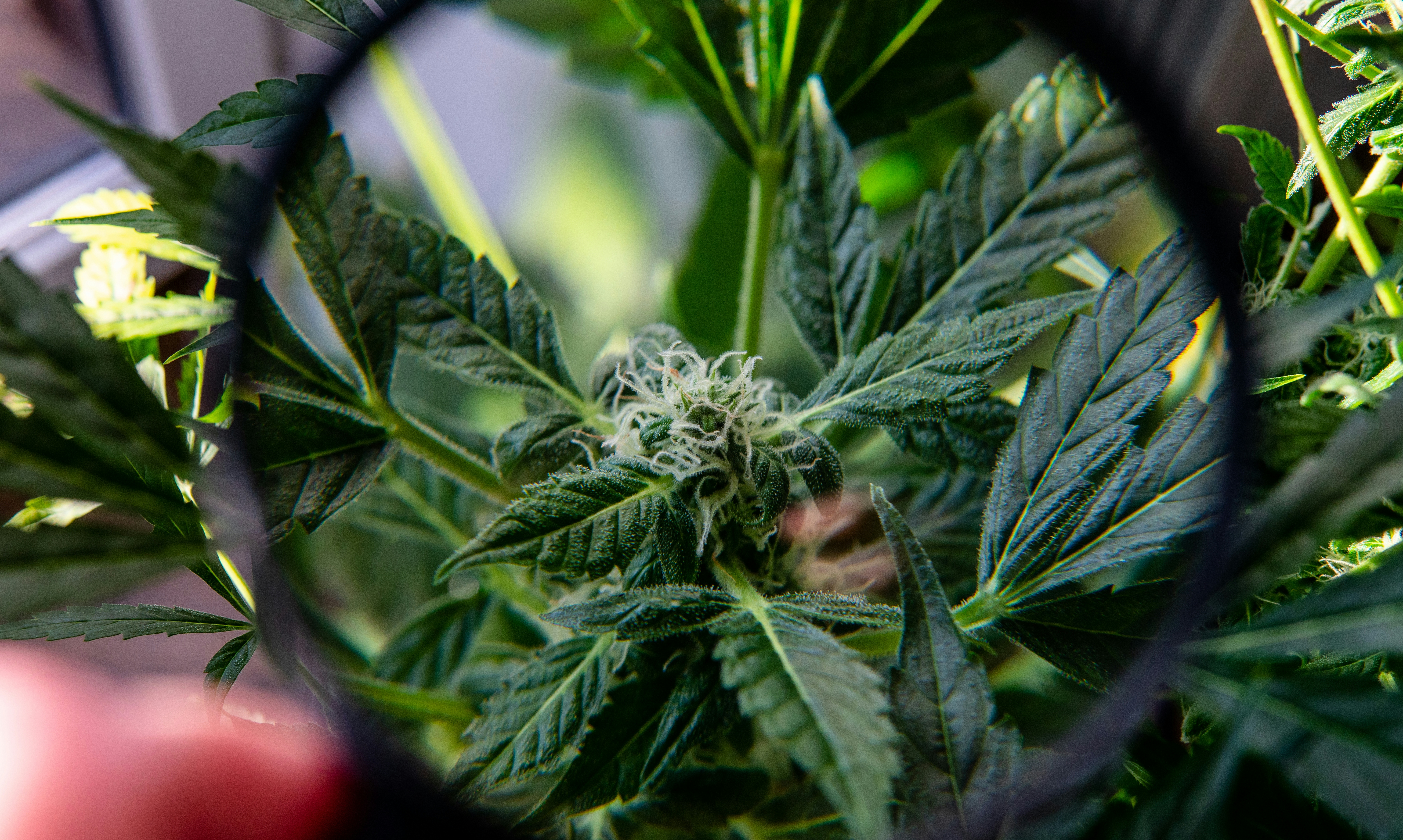 What Is THC-P? An In-Depth Look At This Potent Cannabinoid