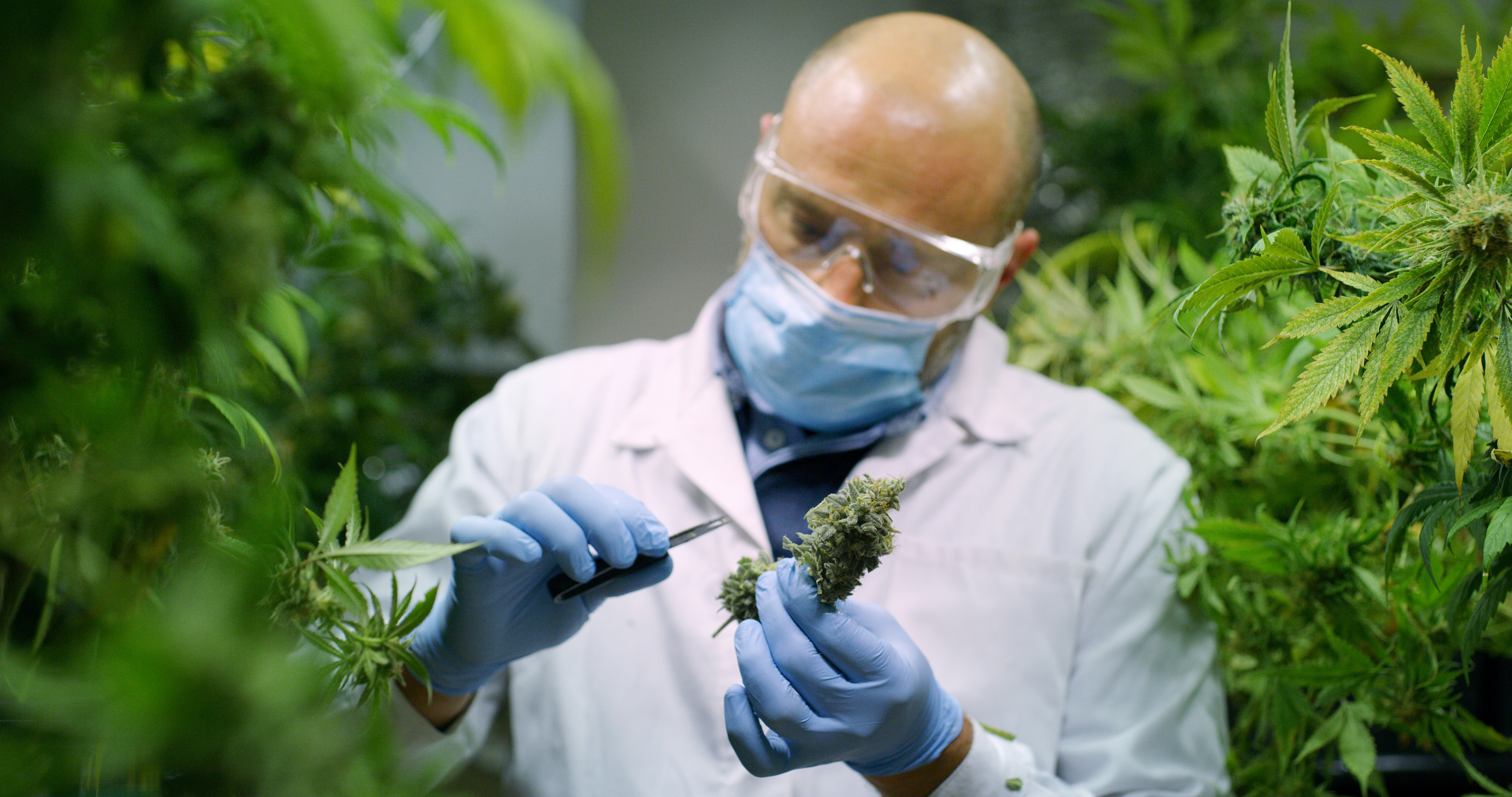 What Is THC-P? An In-Depth Look At This Potent Cannabinoid