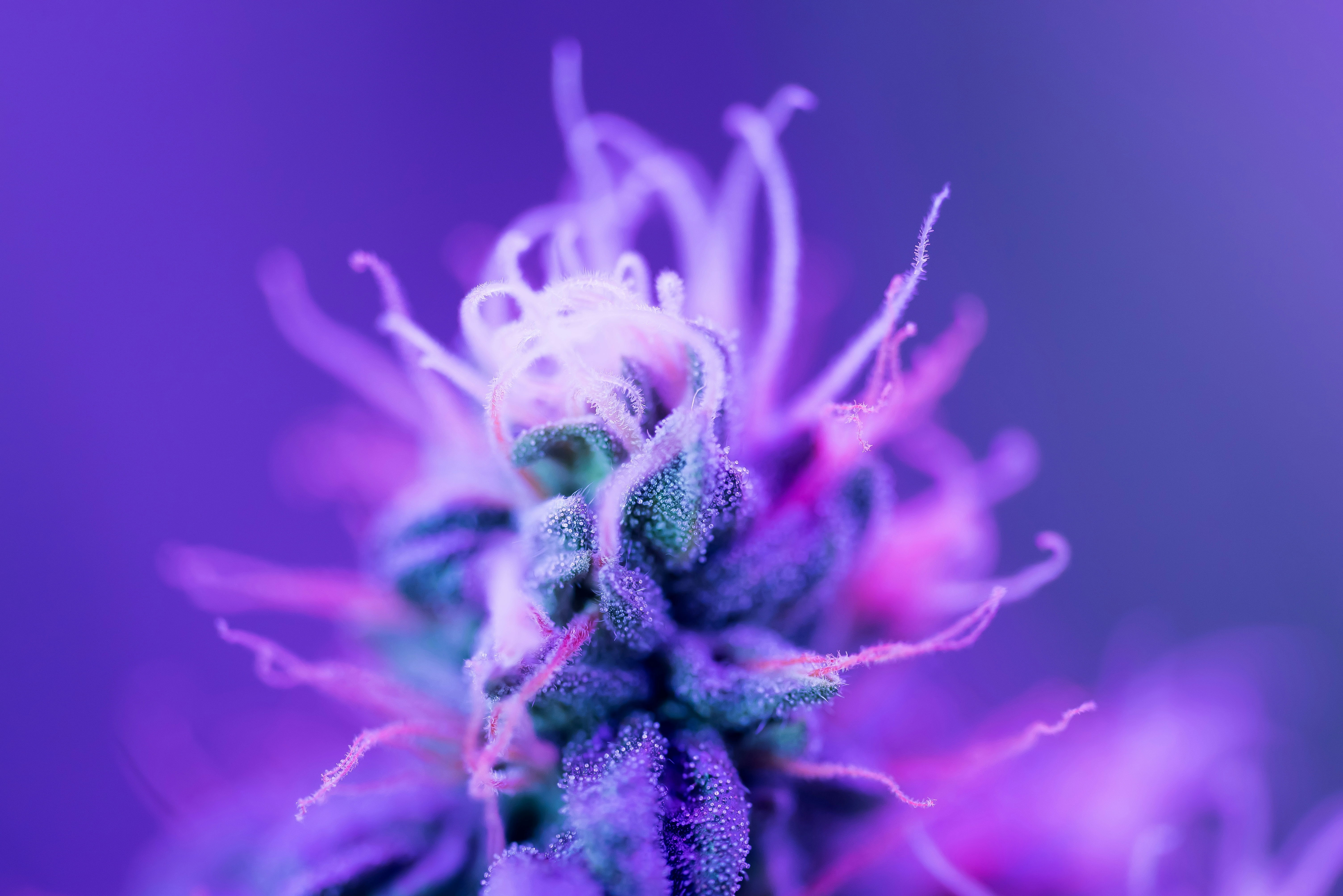 The frostier the flower, the more potent the cannabis