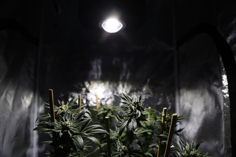 South Korea Legalizes Medical Marijuana