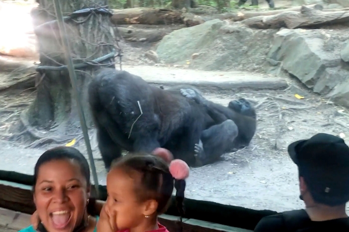 Gorilla’s Caught Engaging In Some Foreplay At The Bronx Zoo