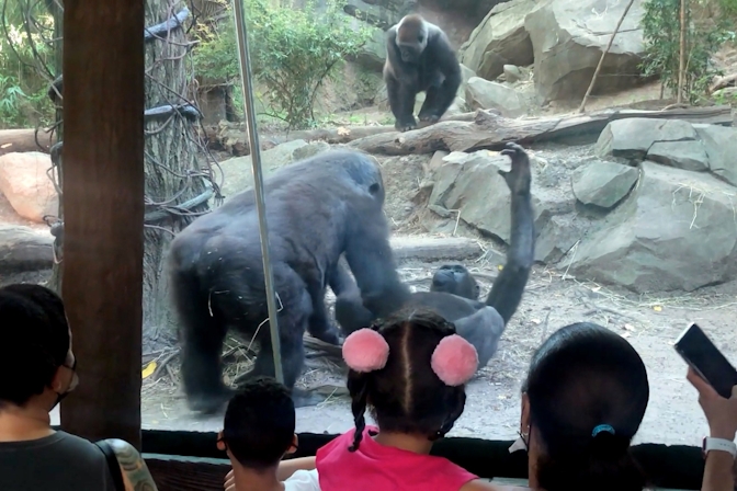 Gorilla’s Caught Engaging In Some Foreplay At The Bronx Zoo