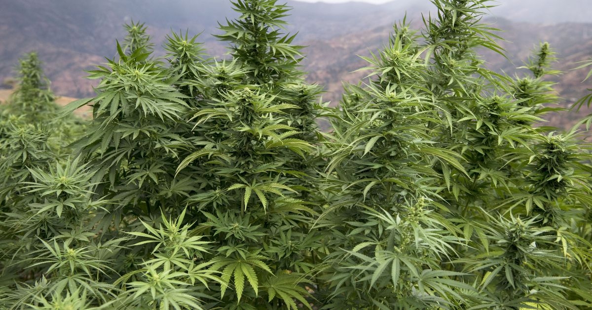 Best Weed In California That You Can Find