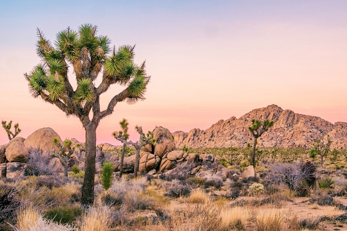 Joshua Tree Music Festival Returns October 7-10
