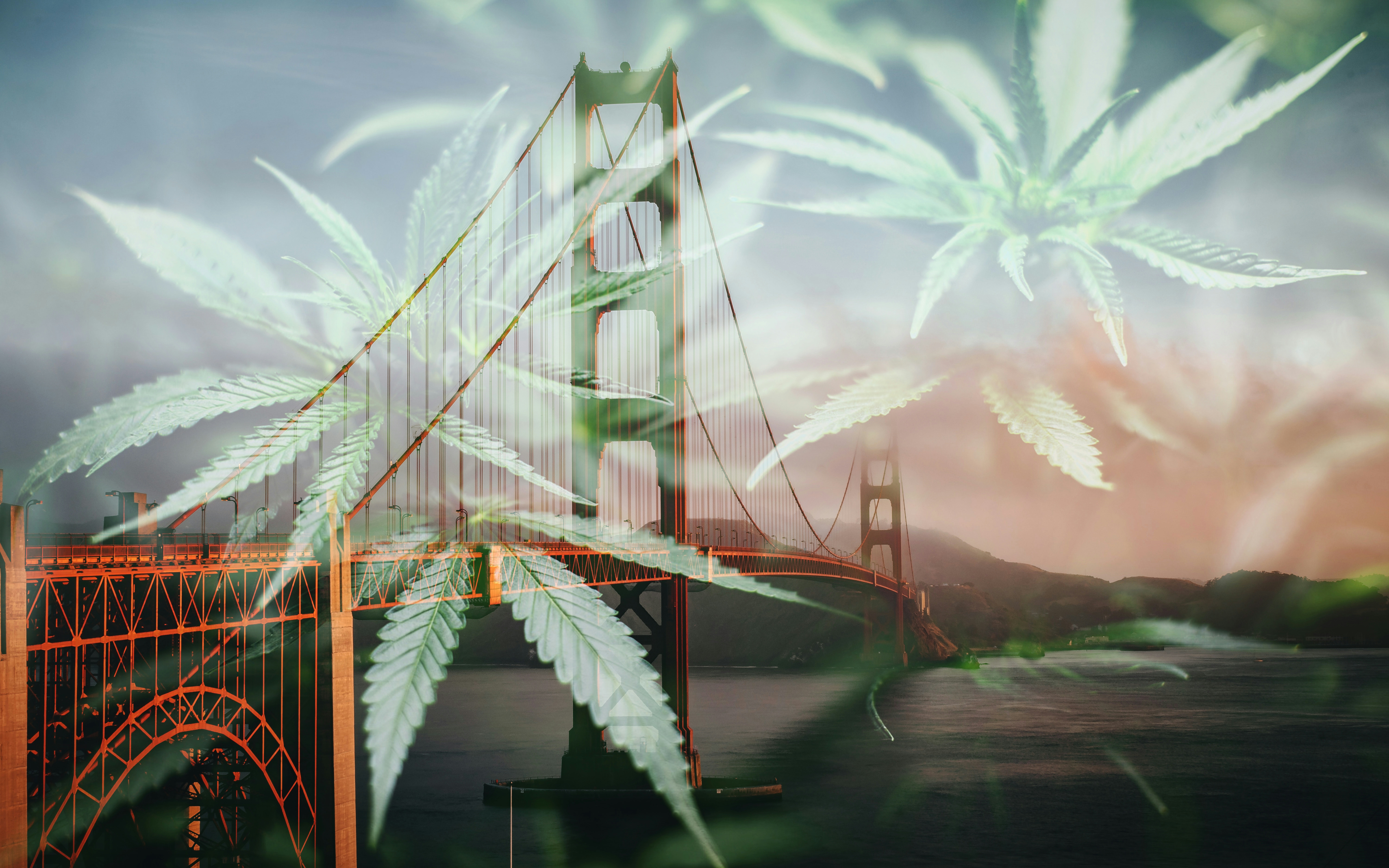 Herb’s Guide To The Best Pre-Rolls In San Francisco