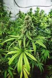 Chris Webber Opens New Cannabis Facility For A Good Cause