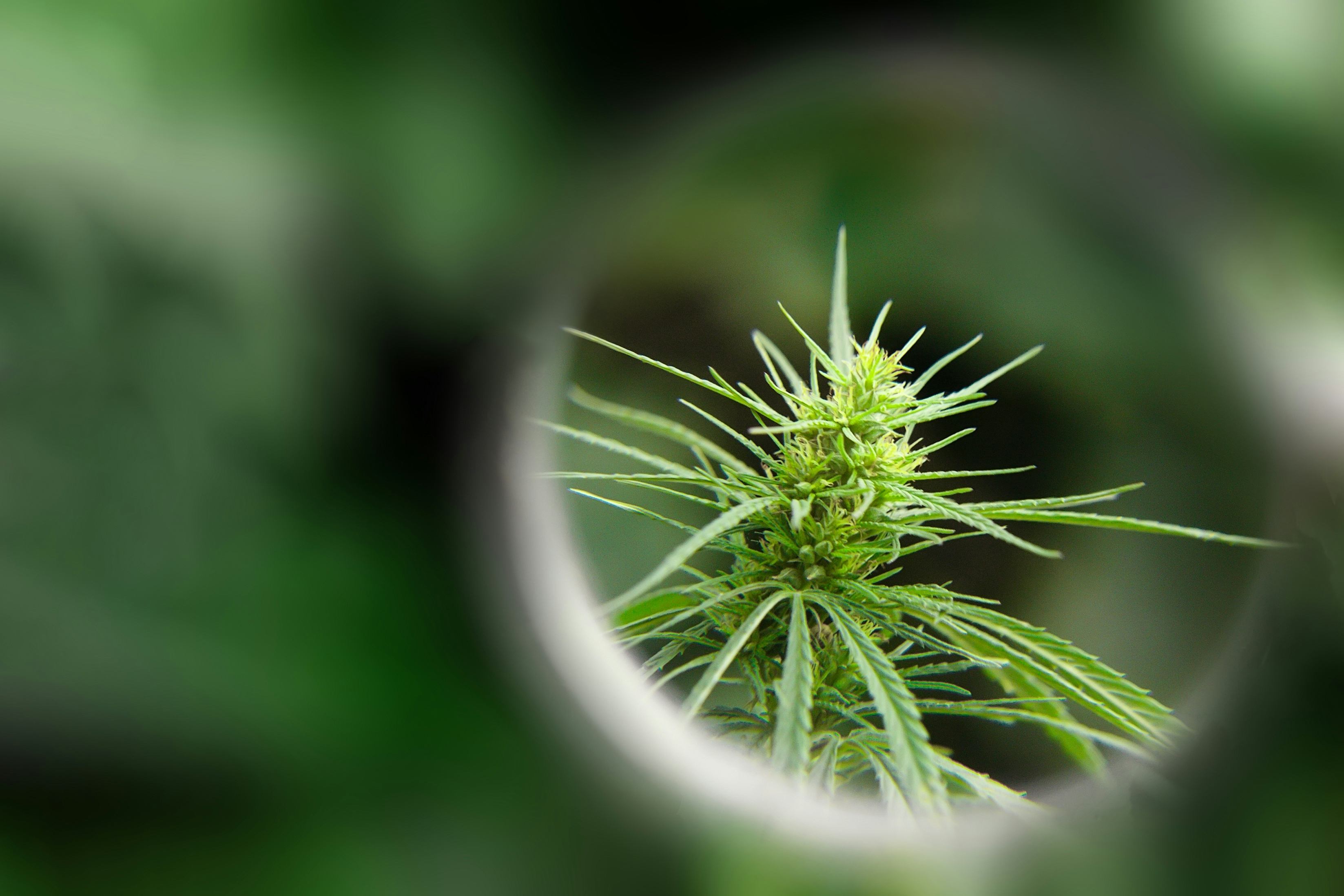 Binoid HHC Vape Cartridge Review: The Best Way To Experience Hexahydrocannabinol