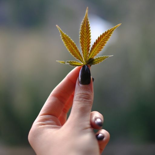 Herb’s Guide To The Best THC-P Vape Cartridges