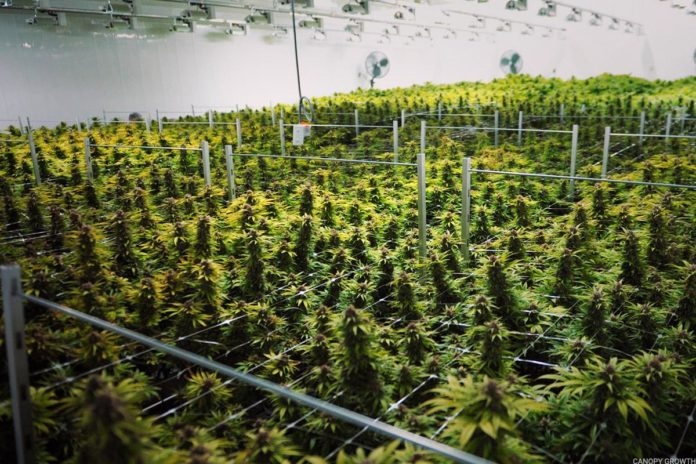 Canopy Growth Acquires Wana Wellness
