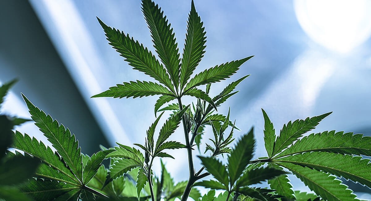 Cannabis Tech Giant ‘Dutchie’ Raises $350 Million And Plans To Expand In Different Markets