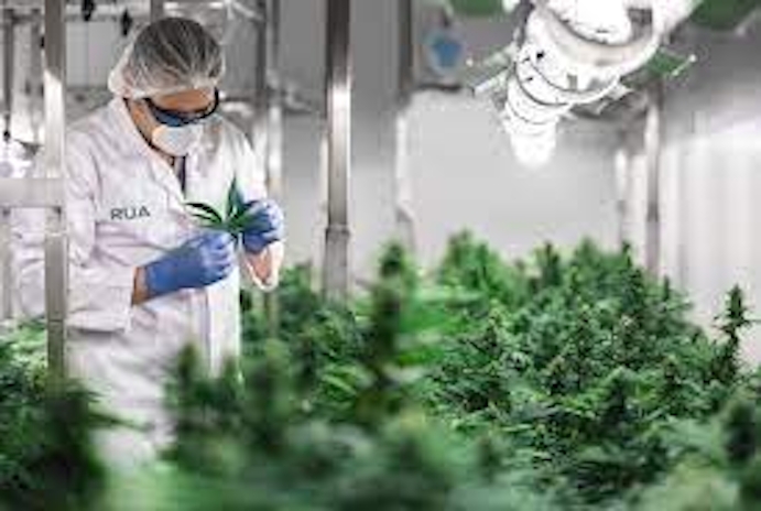 New Zealand’s First Indigenous-Founded NZX-Listed Company Is Dipping Into Cannabis