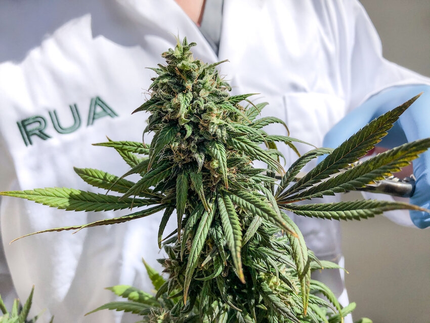 New Zealand’s First Indigenous-Founded NZX-Listed Company Is Dipping Into Cannabis