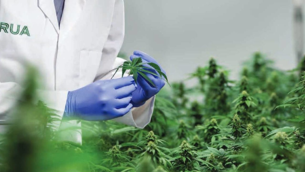 New Zealand’s First Indigenous-Founded NZX-Listed Company Is Dipping Into Cannabis