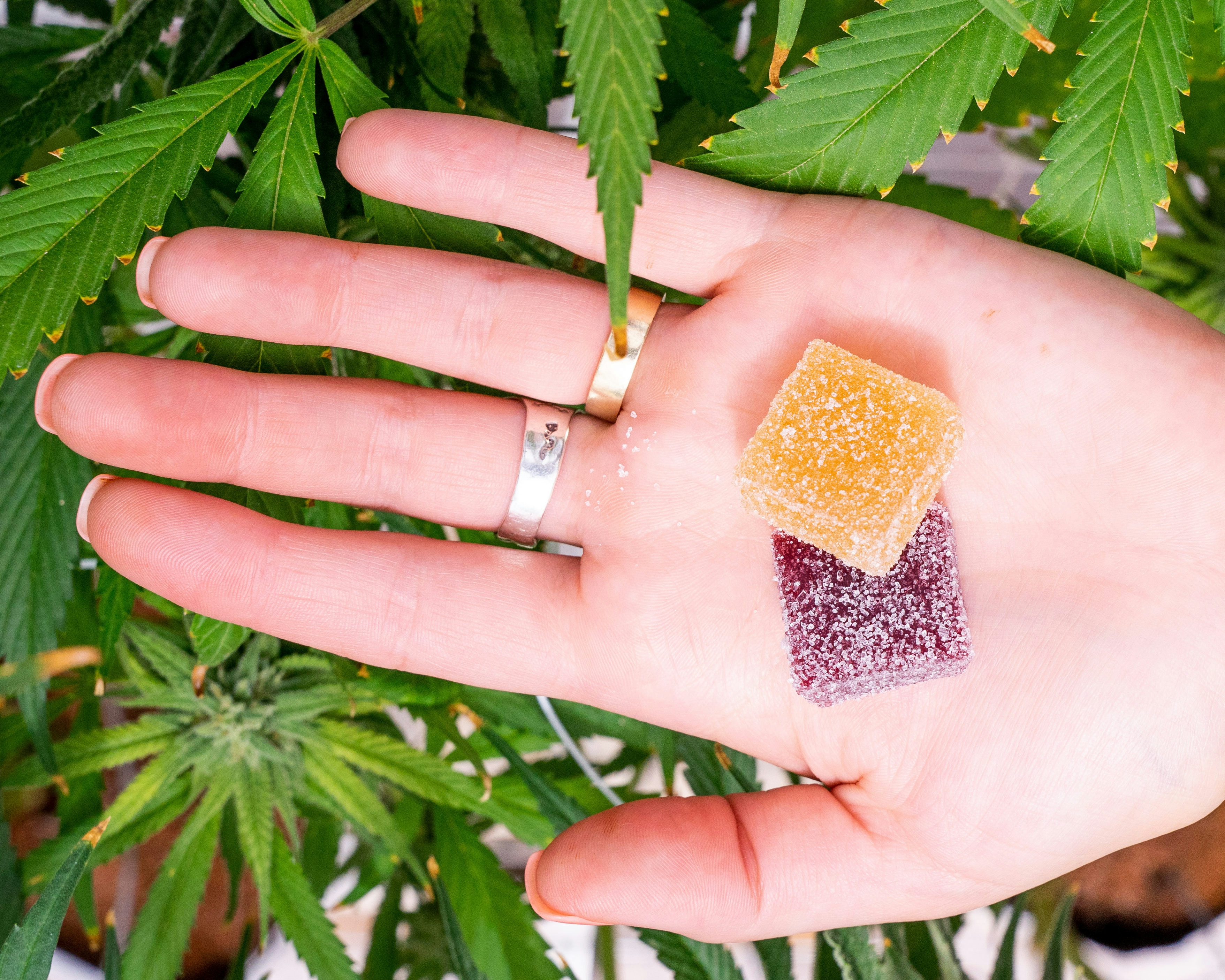 Herb’s Guide To The Best THCV Edibles