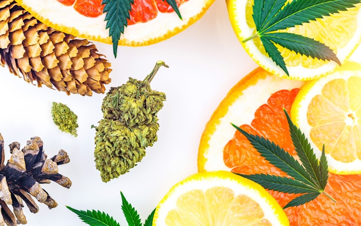 Terpenes In Beer: What’s The Deal With This?