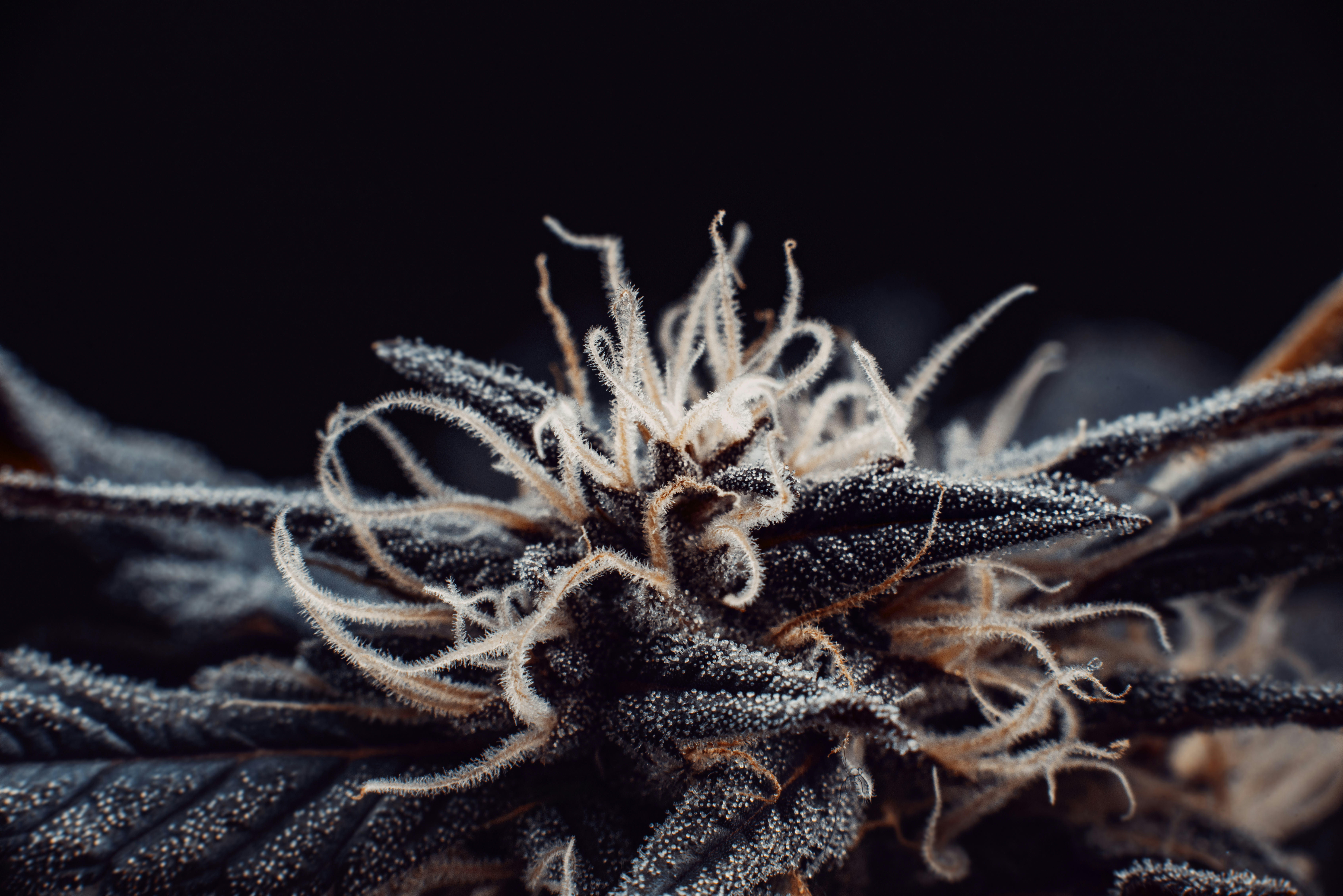 Sprayed Terps: Using Terpene Spray On Weed