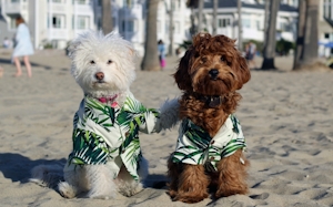 Canines & Cannabis: The Best Dog Parks To Hangout After Sparking Up