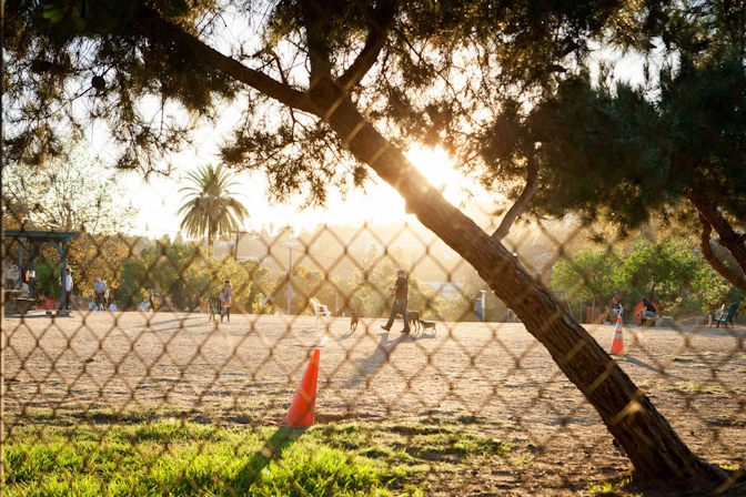 Canines & Cannabis: The Best Dog Parks To Hangout After Sparking Up