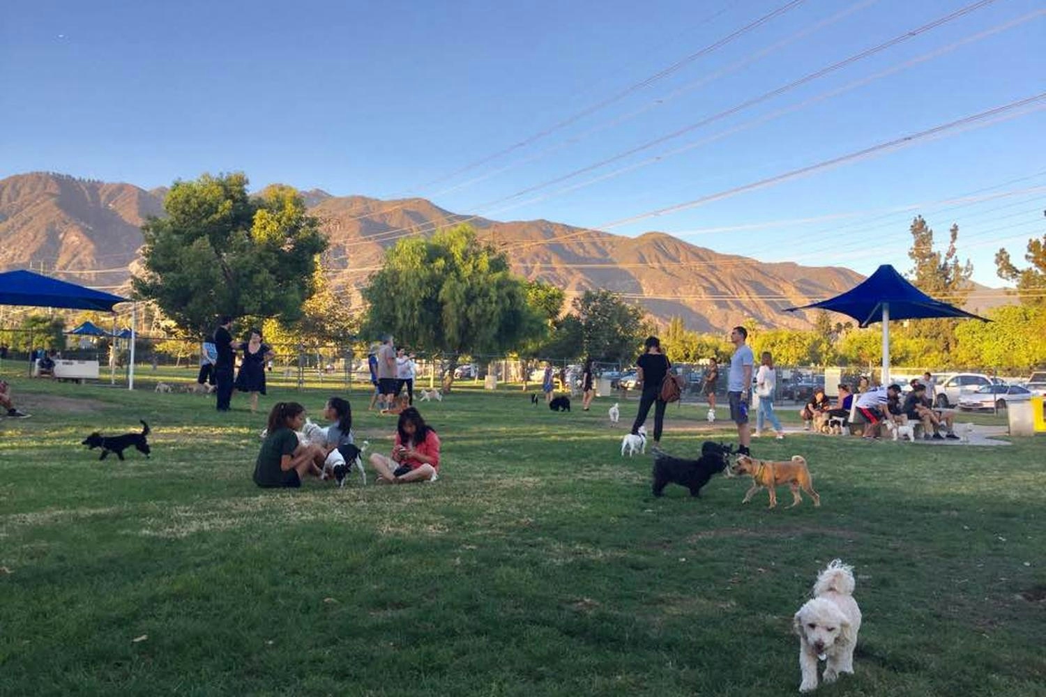 Canines & Cannabis: The Best Dog Parks To Hangout After Sparking Up