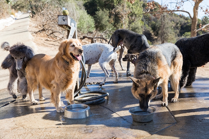 Canines & Cannabis: The Best Dog Parks To Hangout After Sparking Up