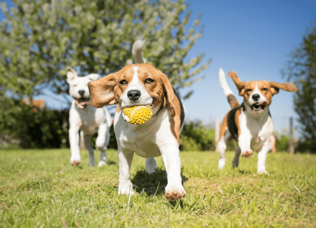 Canines & Cannabis: The Best Dog Parks To Hangout After Sparking Up