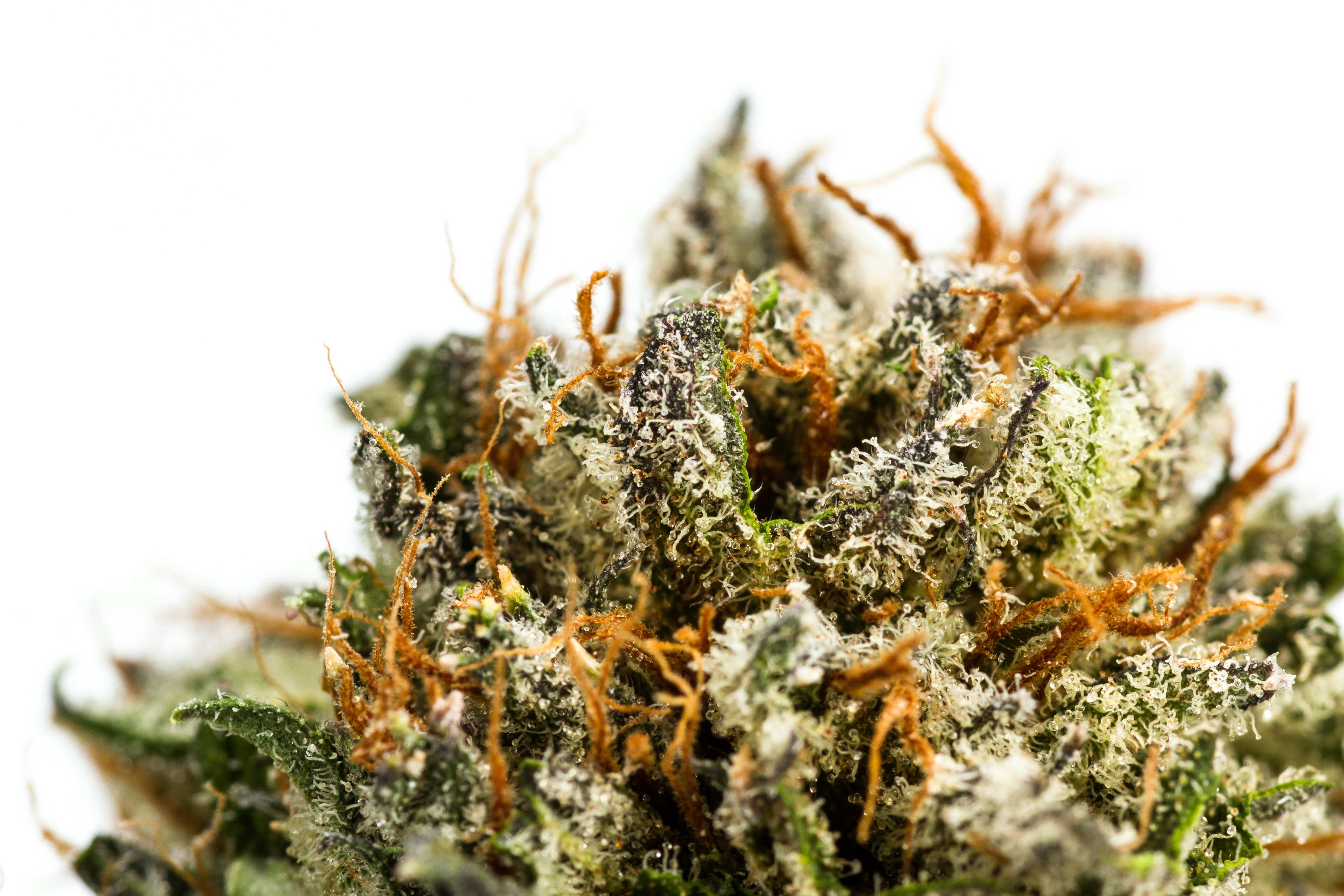 Strains Sense: 10 Weed Strains For Stargazing In The Great Outdoors