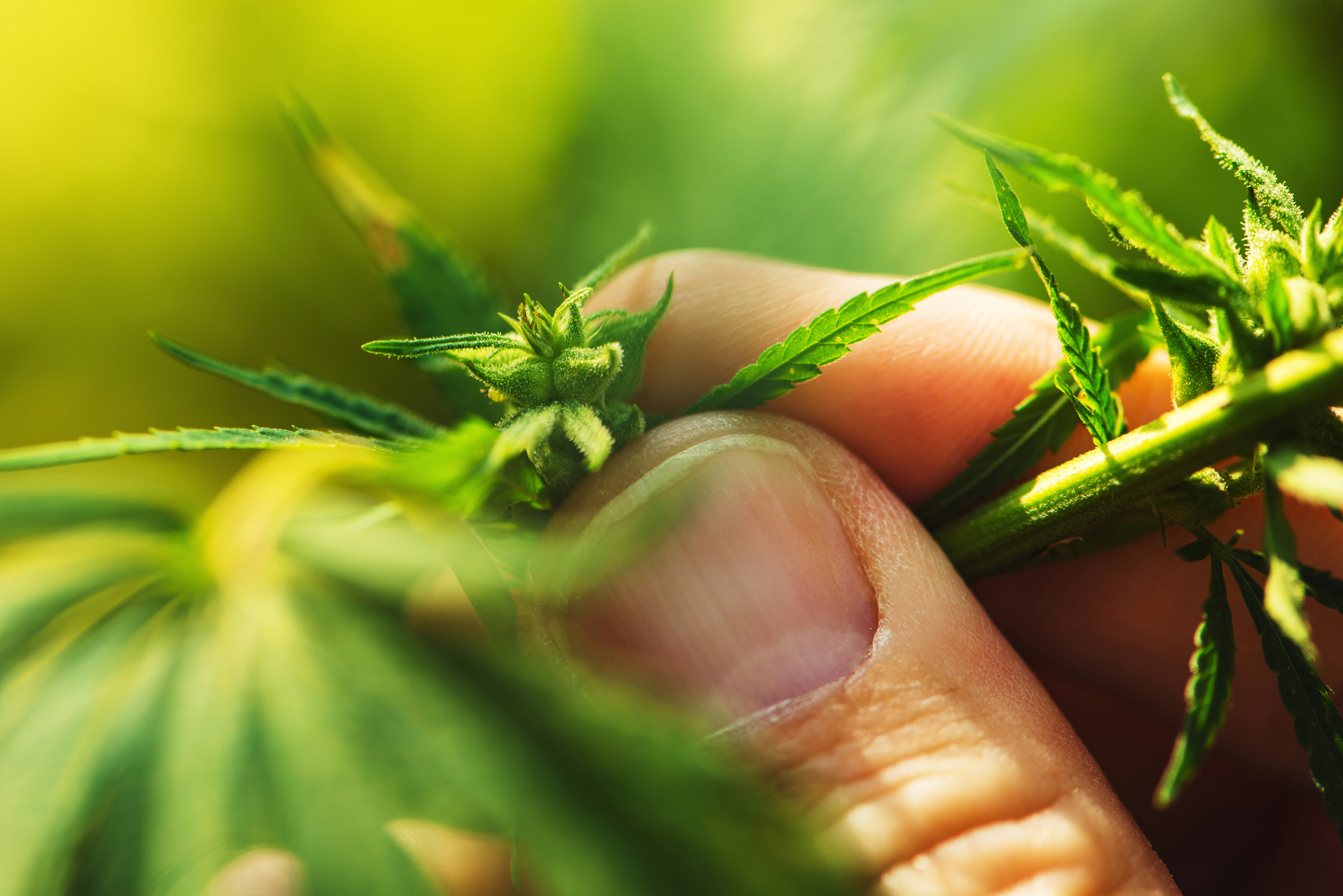 Know The benefits Of Both Cannabinoids: THCA To THC
