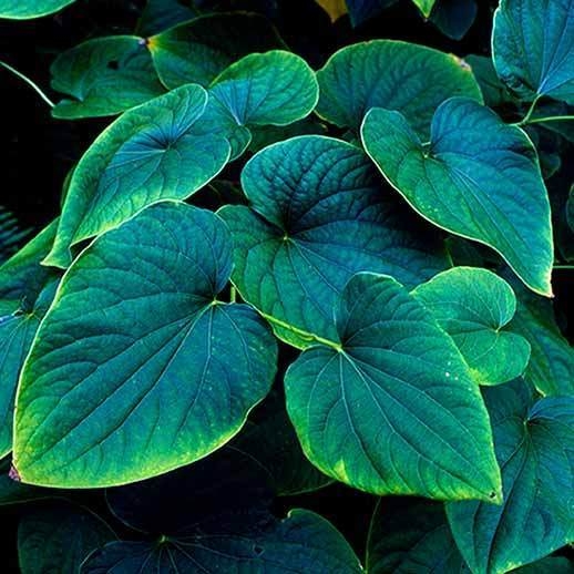 Aussies Are Swearing By This Plant-Based Drink