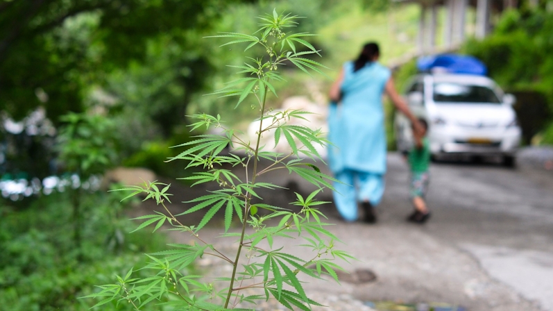 Is India Heading Towards Cannabis Legalization?
